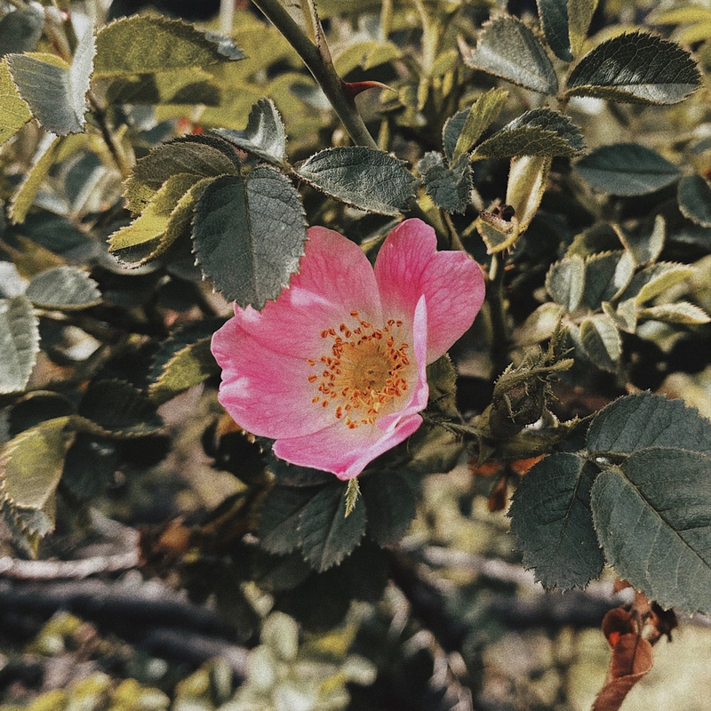 Aceite Rosa Mosqueta